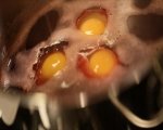 Поширани яйца „Гамбринус“ 2